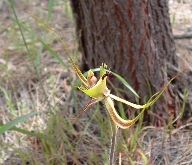 Caladenia - orchidaceae_mantis_001.jpg